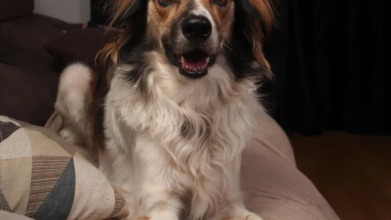 Cão de raça mista sentado dentro de casa com expressão alegre