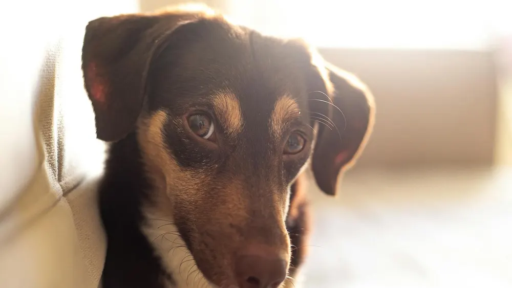 Cachorro sentado em ambiente interno, olhando para a câmera
