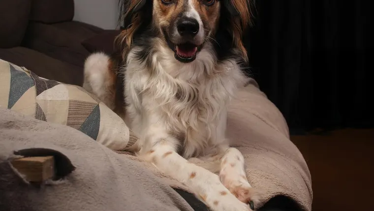 Cachorro dentro de casa, deitado no sofá
