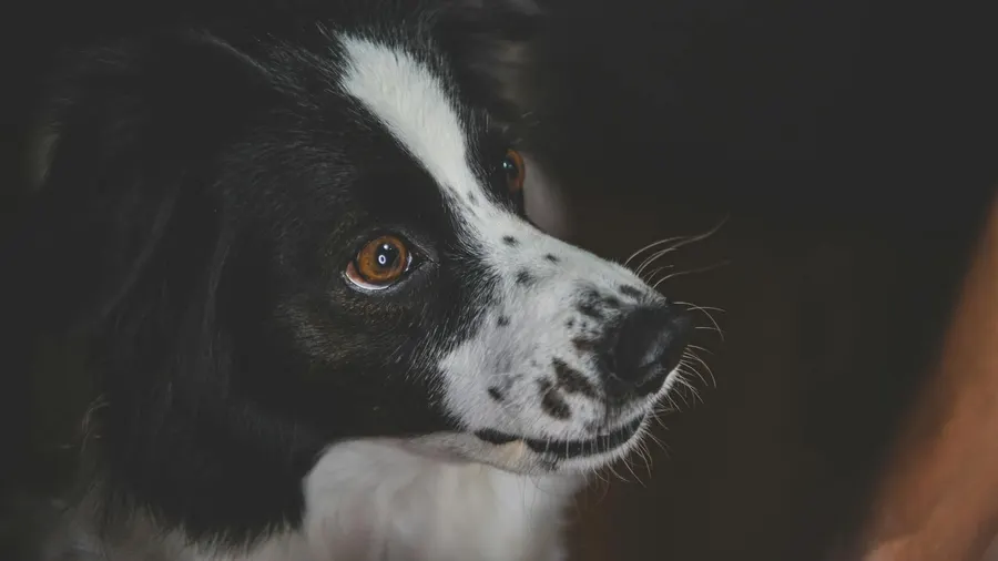 cachorro que nao fica sozinho o que fazer