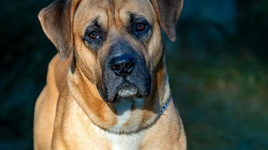 cane corso
