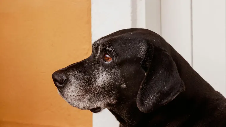 Cane Corso