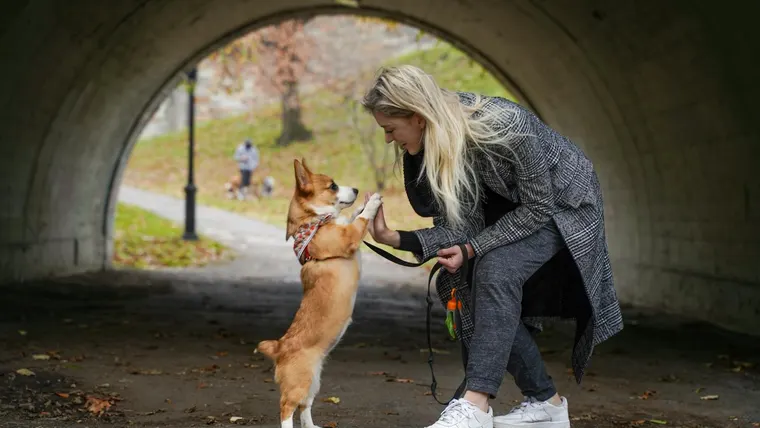 como cães reconhecem seus tutores