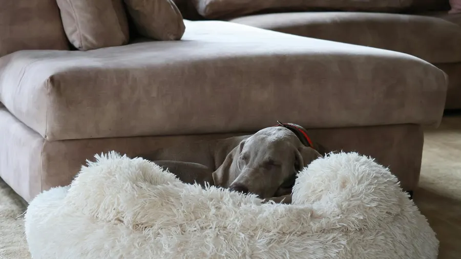 como escolher cama para cachorro
