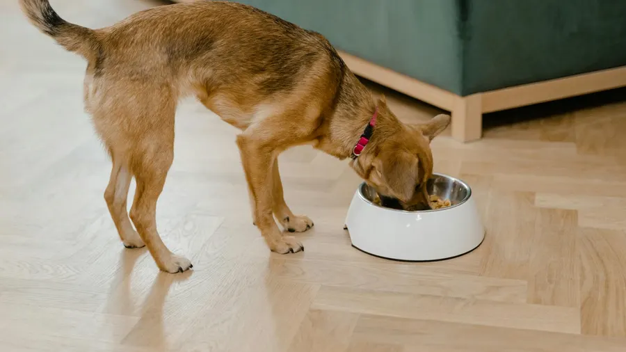 como escolher comedouro para cachorro