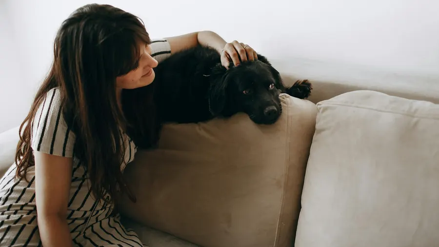como os cachorros demonstram afeto