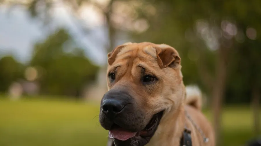 como proteger o cachorro em dias muito quentes