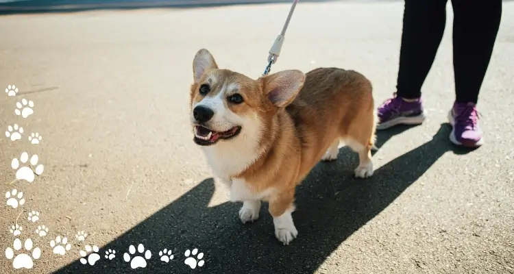 corgi