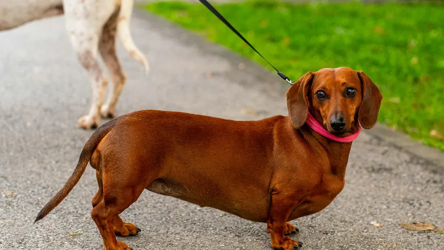 dachshund