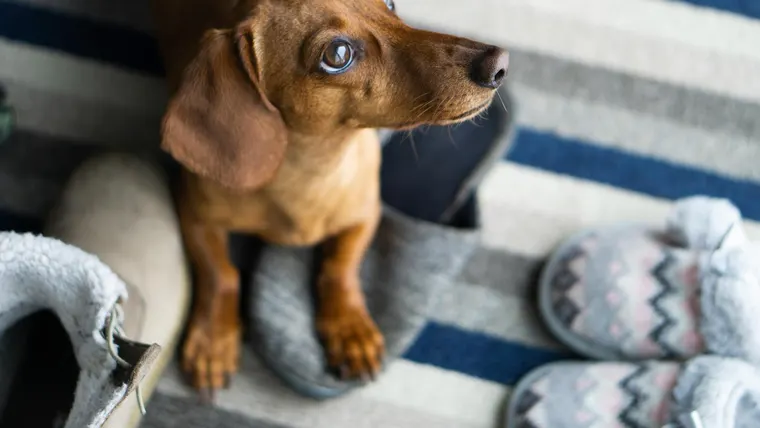 dachshund
