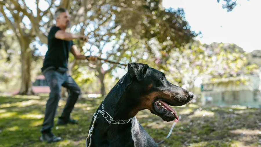 doberman