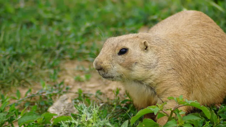 Esquilo da Mongólia em ambiente de vida selvagem