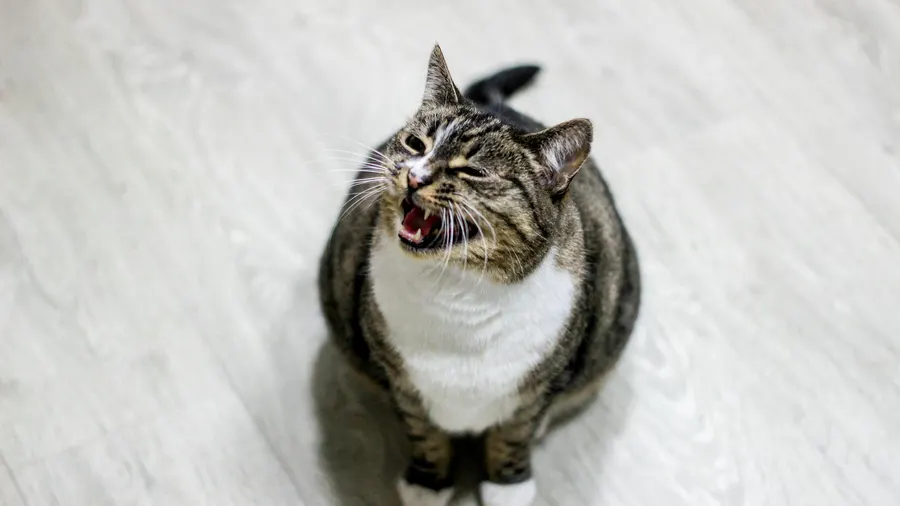 gato miando muito