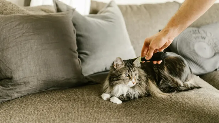 gato miando muito