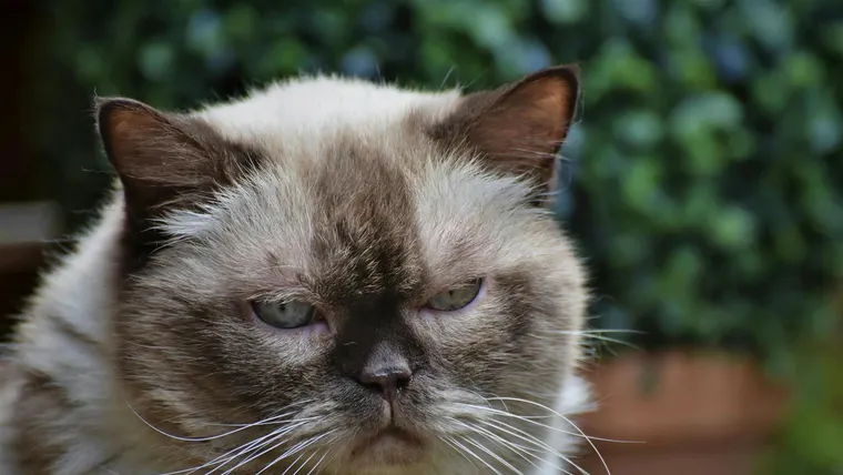 gato persa bravo