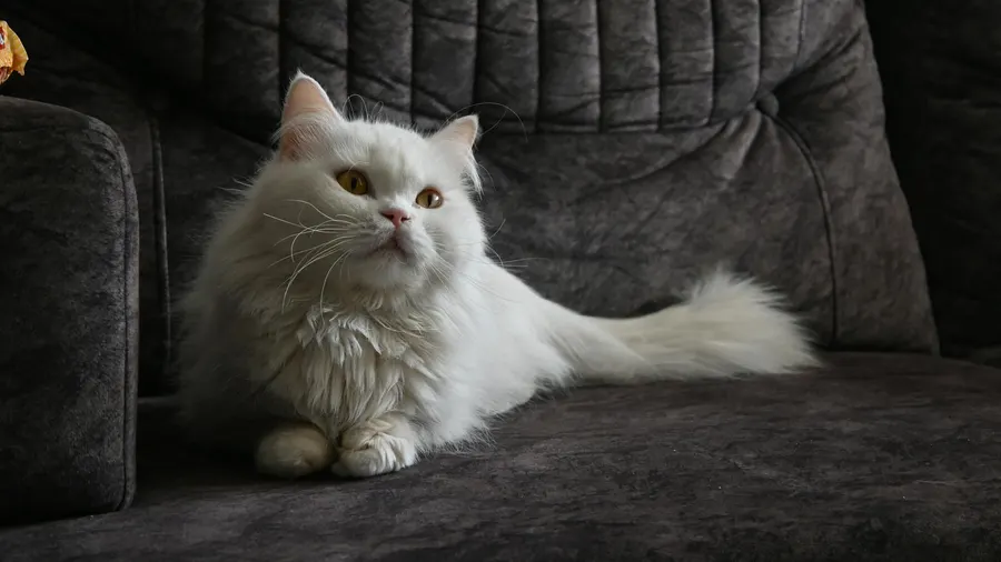 Gato branco sereno com pelo fofo relaxando em um sofá escuro dentro de casa, exalando calma e tranquilidade.