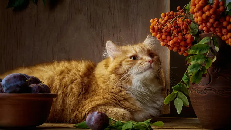 Um gato ruivo tranquilo repousa em meio a uma composição rústica de natureza morta com ameixas roxas e vibrantes frutos silvestres alaranjados.