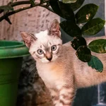 gato siamês