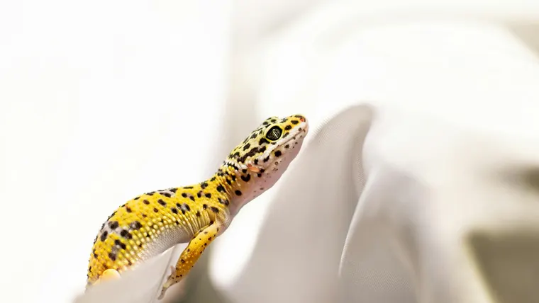 gecko leopardo