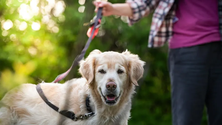 golden retriever