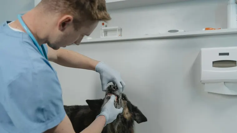 Pessoa cuidando de um cachorro em ambiente interno