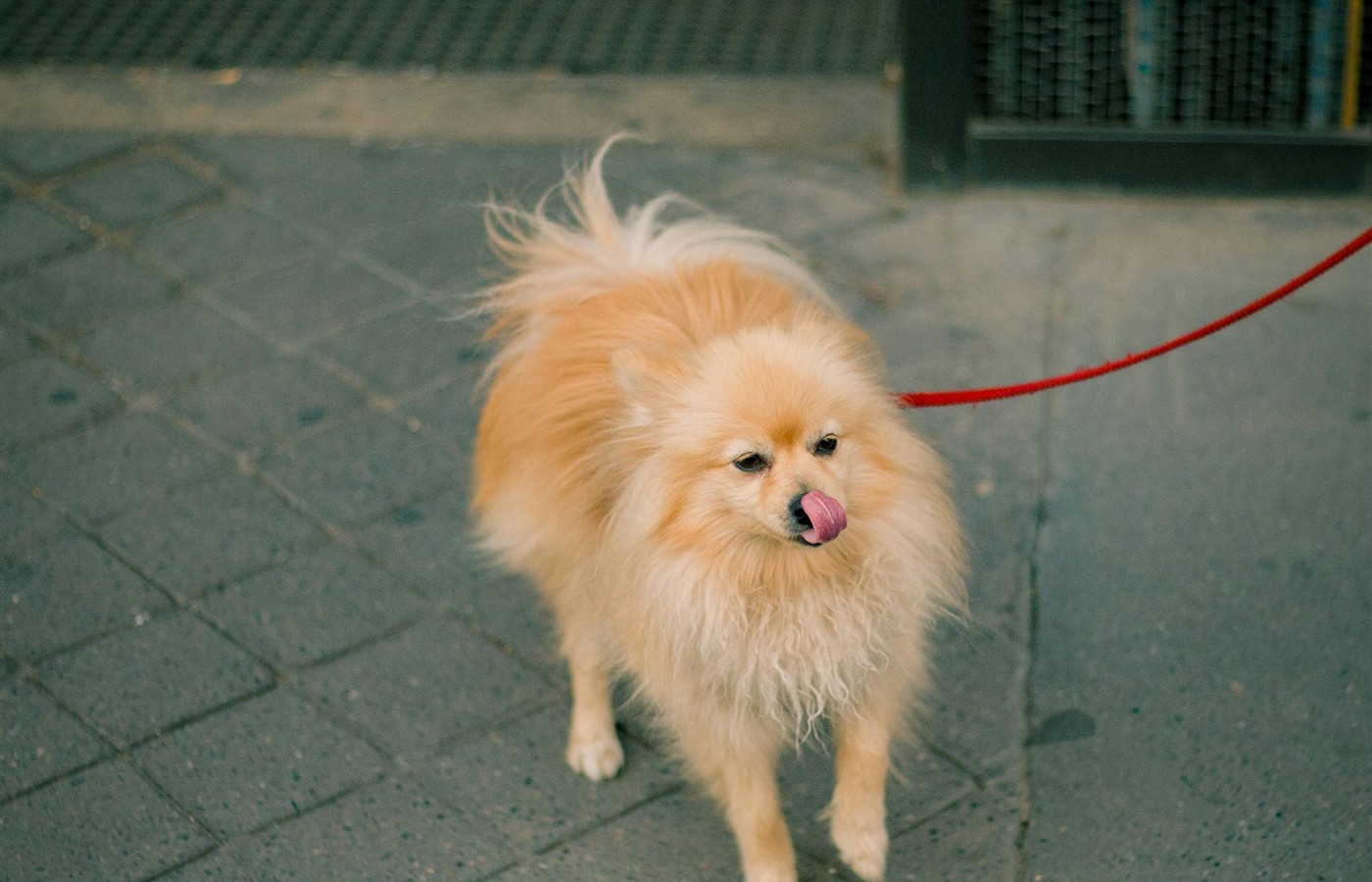 Small tan dog standing on a sidewalk with a red leash