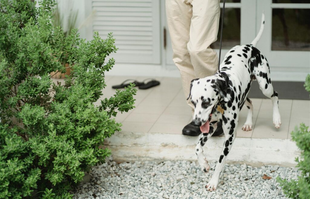 Dalmatian dog walking on a leash near a doorway and garden shrubs
