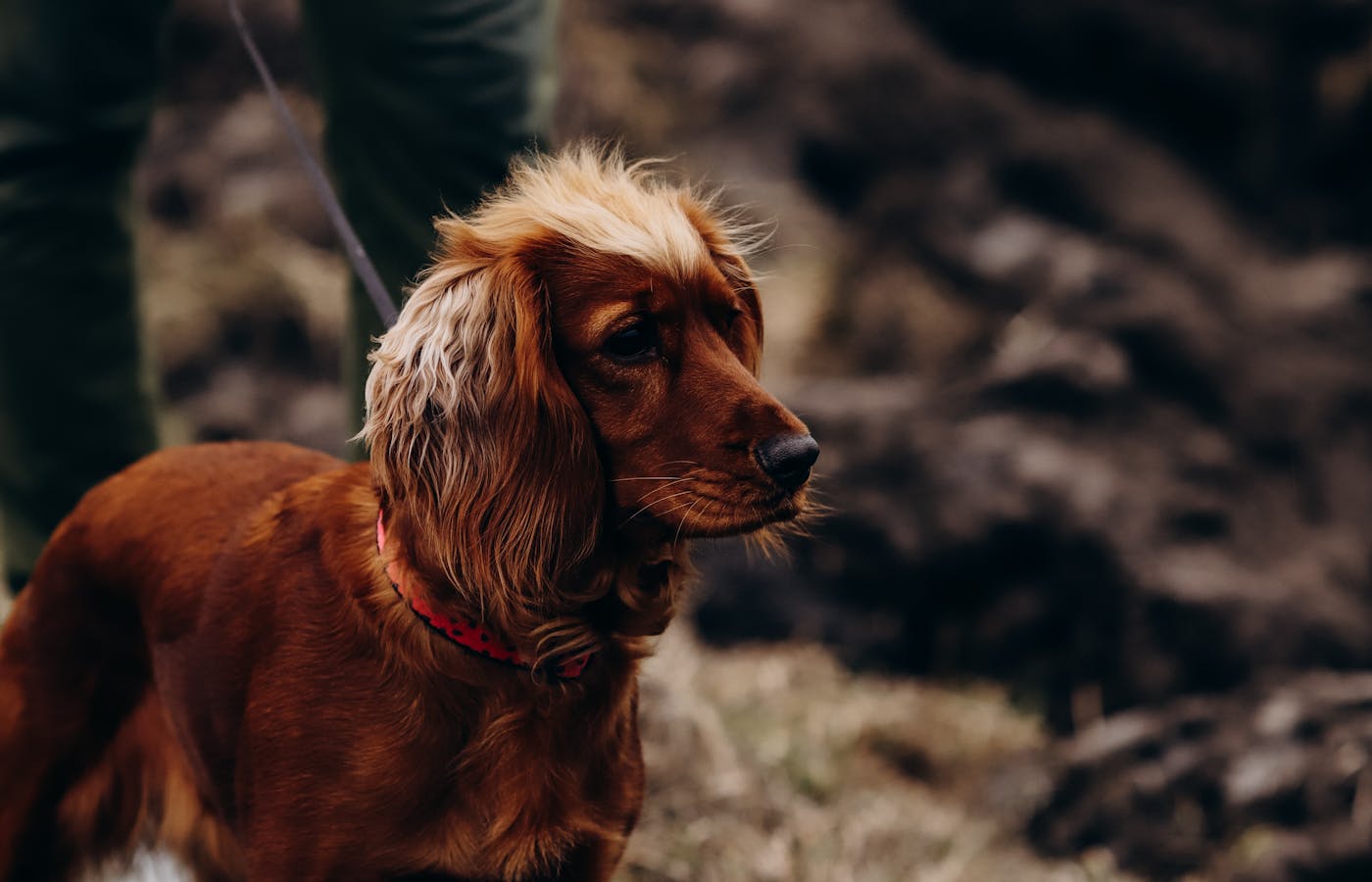 Brown dog wearing a collar and leash outdoors