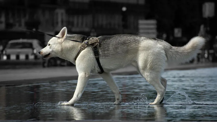 husky siberiano