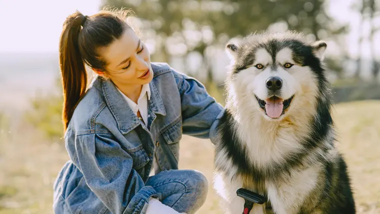 husky siberiano