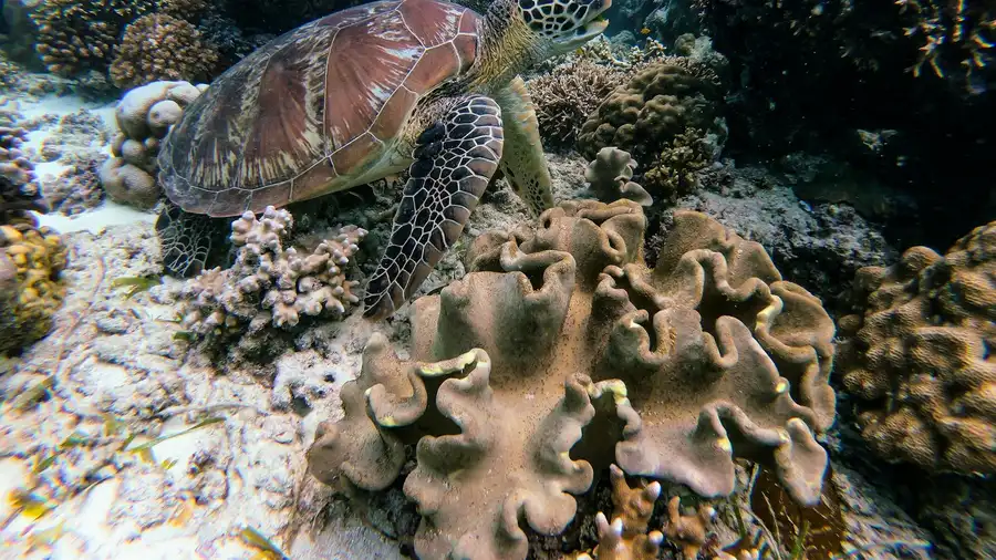 Tartaruga marinha em fotografia subaquática