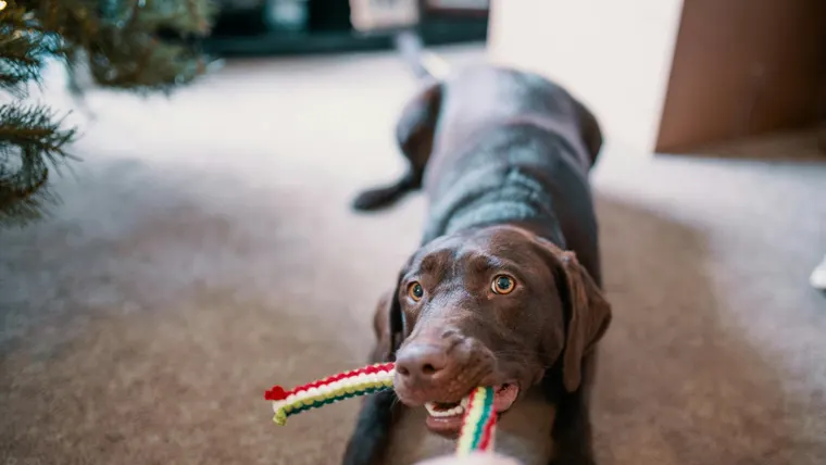 Cachorro puxando seu brinquedo