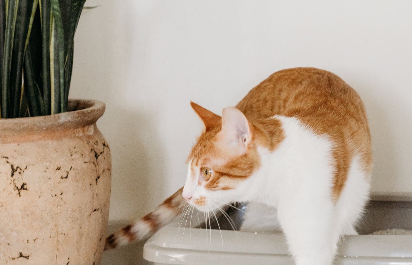 Orange and white cat stepping beside a clean litter box