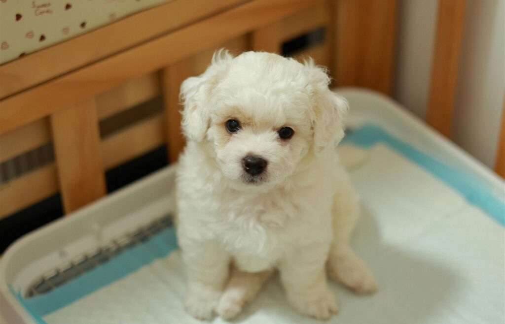 Puppy sitting on a training pad during the first week at home