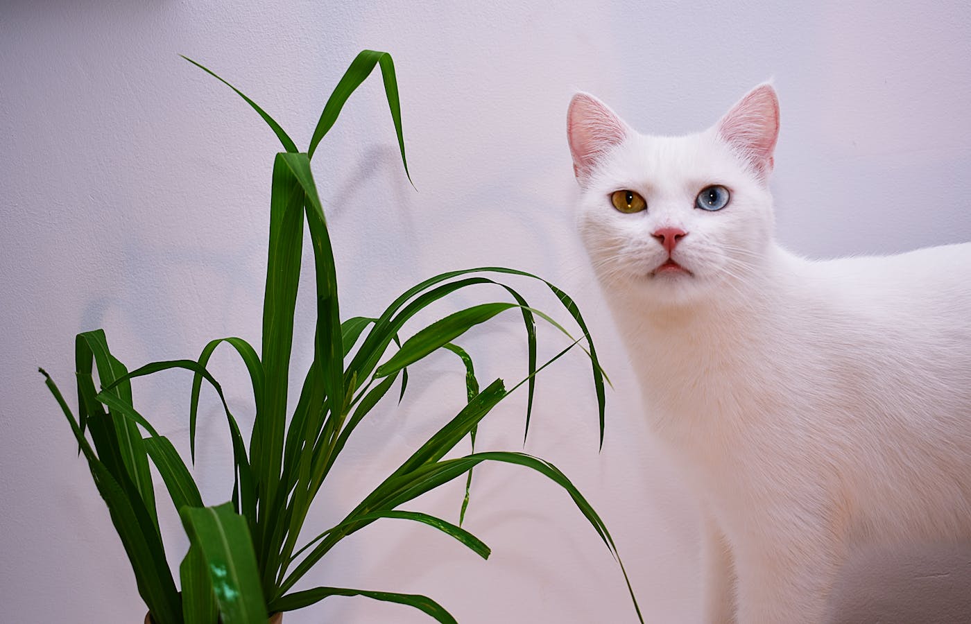 Cat sitting beside a tall indoor houseplant at home
