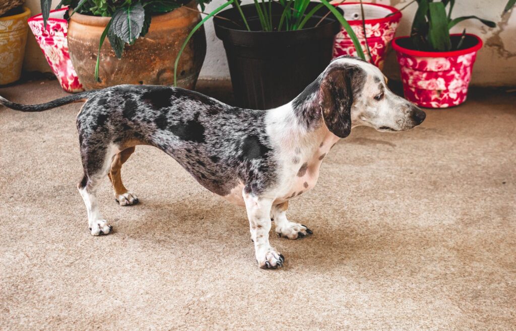 Dog standing beside several indoor potted plants at home