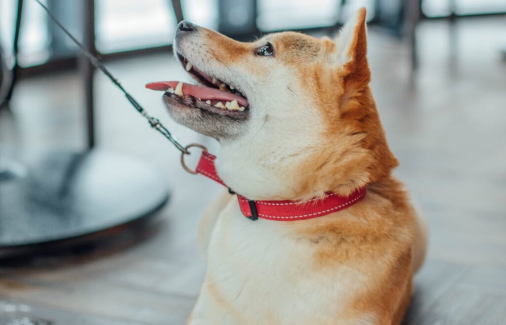 Shiba Inu dog wearing a red collar and leash indoors