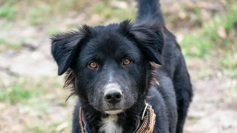nome para cachorro macho