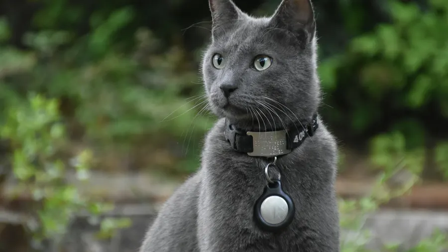 nomes para gatos