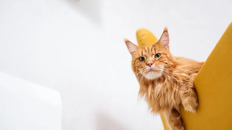 nomes para gatos
