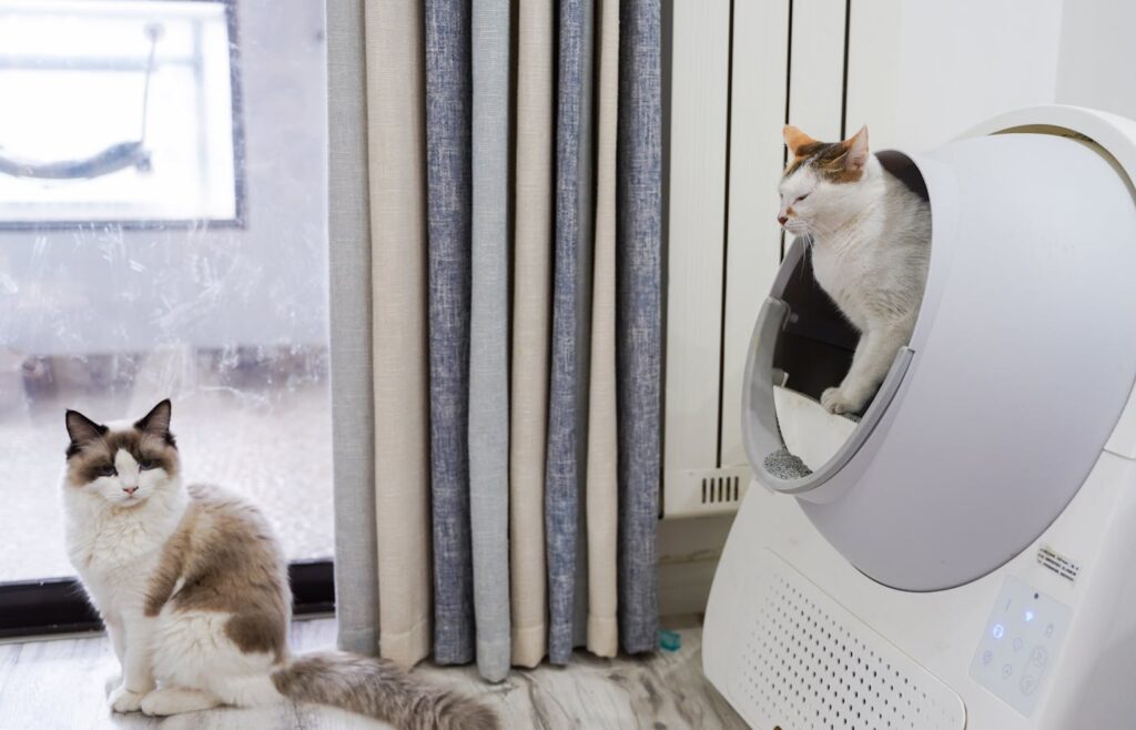 White and brown cat stepping out of a white automatic litter box beside another cat