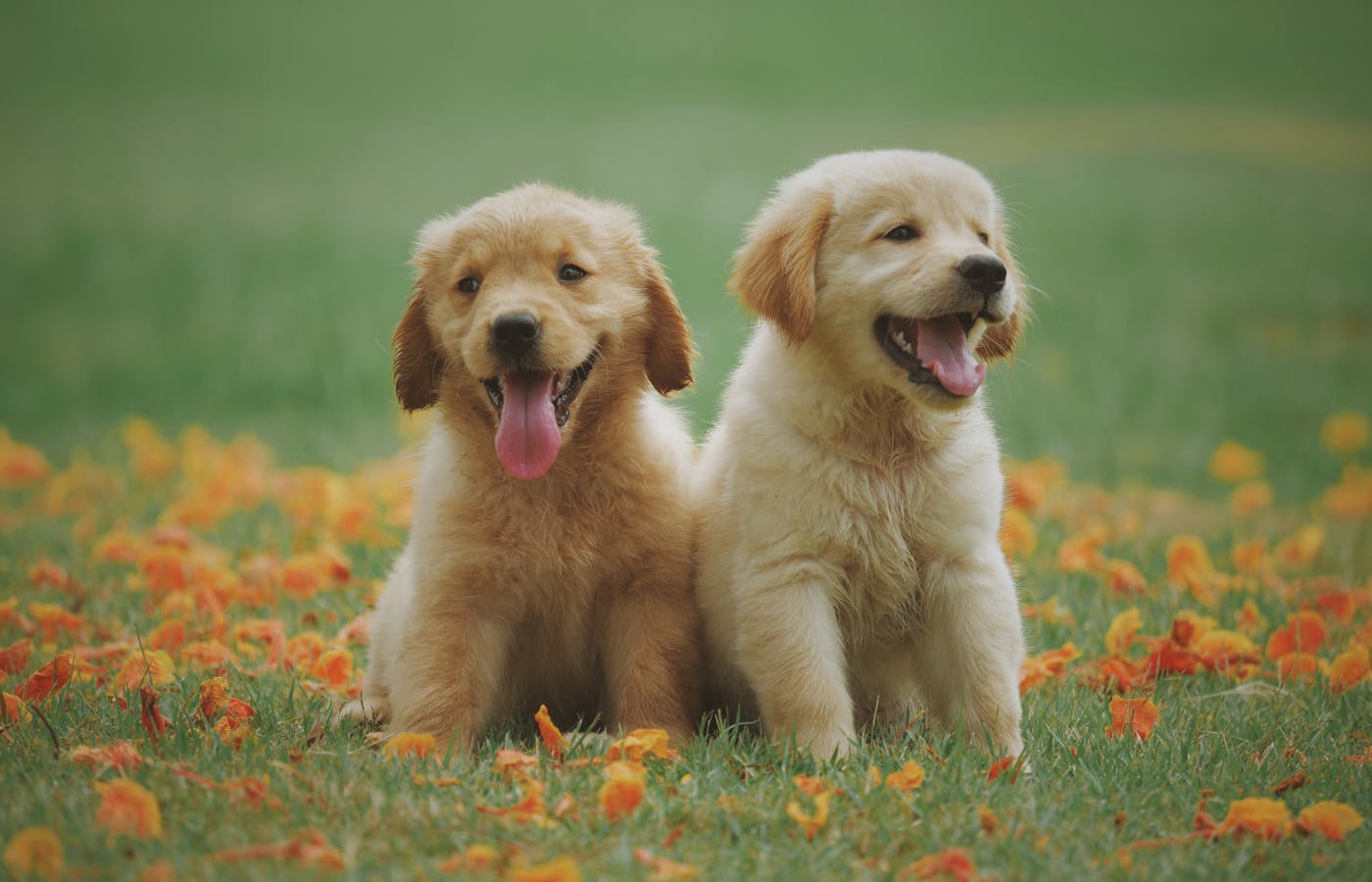 Two puppies sitting together during a new pet first week at home