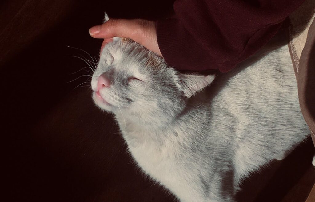 Hand gently petting a relaxed cat with closed eyes