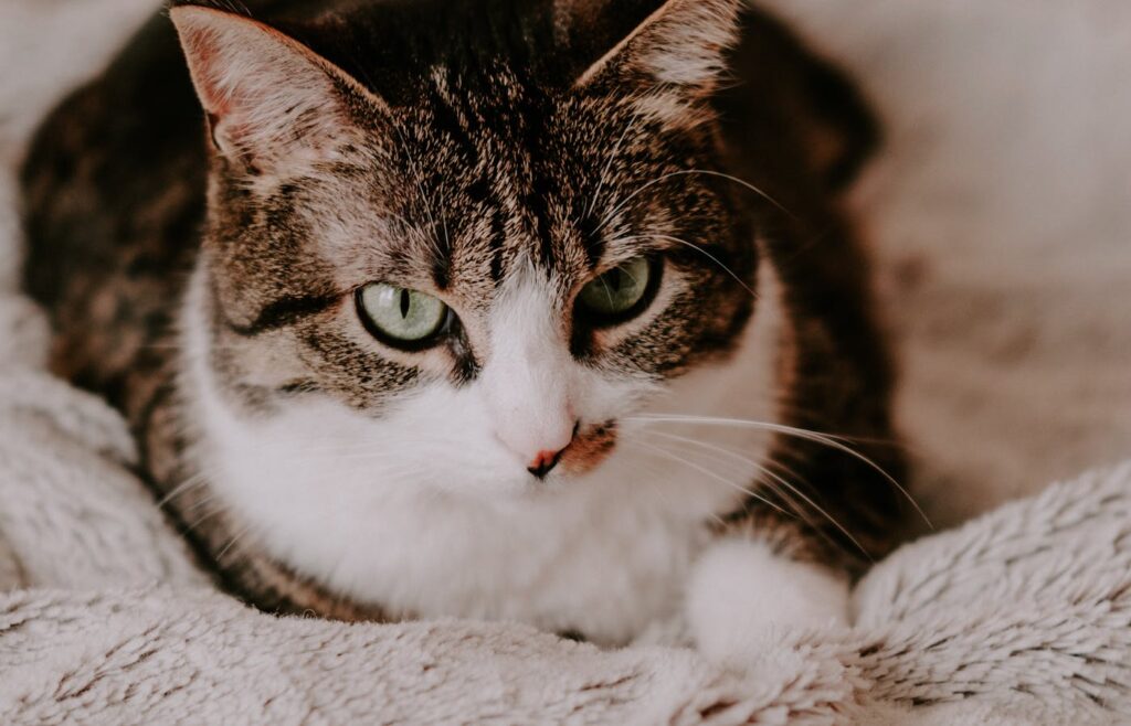 Tabby and white cat resting on a soft blanket