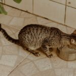 Pet cat drinking water from a metal bowl on a tiled floor