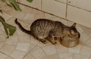 Pet cat drinking water from a metal bowl on a tiled floor