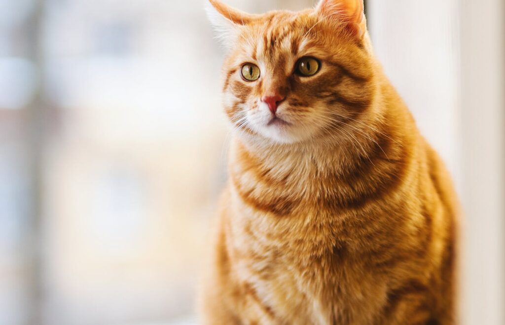 Orange tabby cat sitting indoors near a bright window for new pet owner guide first week at home