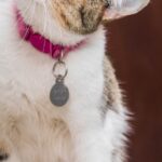Cat wearing a pink collar with a round pet ID tag
