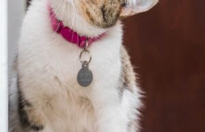 Cat wearing a pink collar with a round pet ID tag