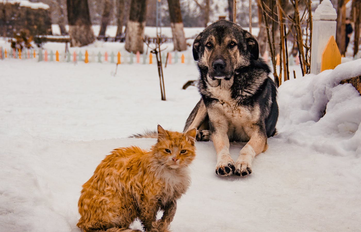 Dog and orange cat sitting together on snow
